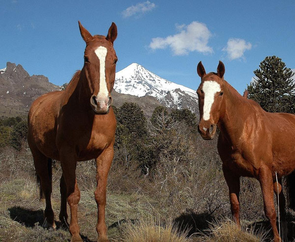 web-primera-expo-de-caballos-de-la-patagonia-sociedad-rural-de-neuquen.jpg