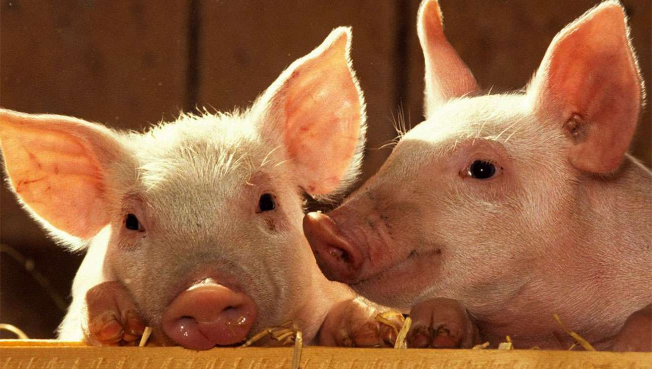 Convocan a productores porcinos a la jornada de actualización thumbnail