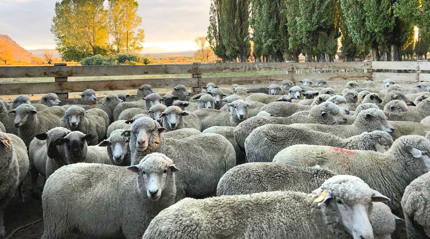 Se invirtieron más de 24 millones de pesos en ganadería ovina y caprina en el último año thumbnail